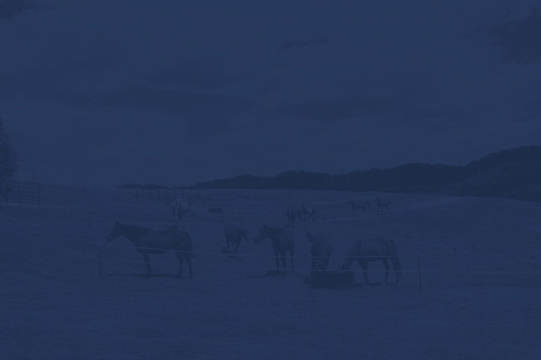 Kids Horse Riding Camps Near Knoxville, TN